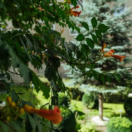 Apartment Cozy Central Near The Forest Brasov